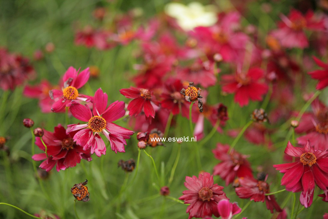 Coreopsis verticillata 'Ruby Red' (64844)