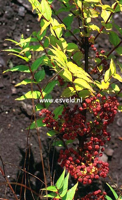 Coriaria japonica (6928)