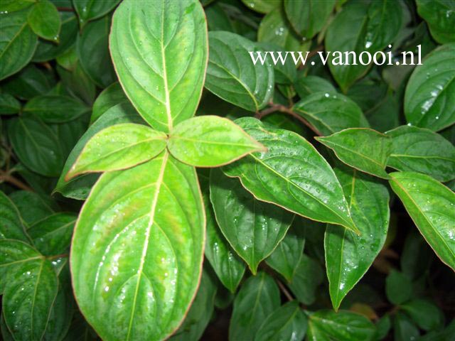 Cornus 'Porlock' (80924)