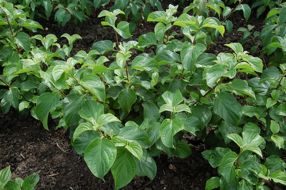 Cornus darvasica (89554)