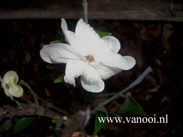 Cornus florida 'Pygmy' (80907)