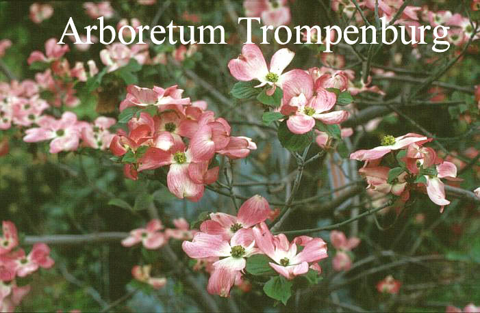 Cornus florida 'Spring Song' (51236)