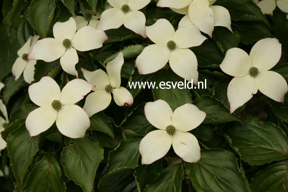 Cornus kousa 'Angyo Dwarf' (38696)