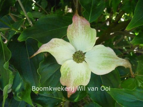 Cornus kousa 'Dupek' (88829)