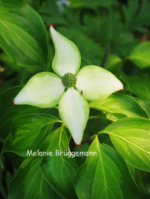 Cornus kousa 'Eva's Beauty' (82914)
