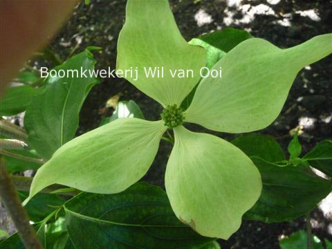 Cornus kousa 'Greensleeves' (88825)