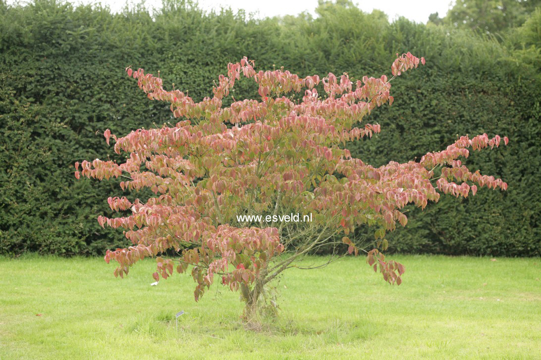 Cornus kousa 'Hanros' (RADIANT ROSE) (64776)