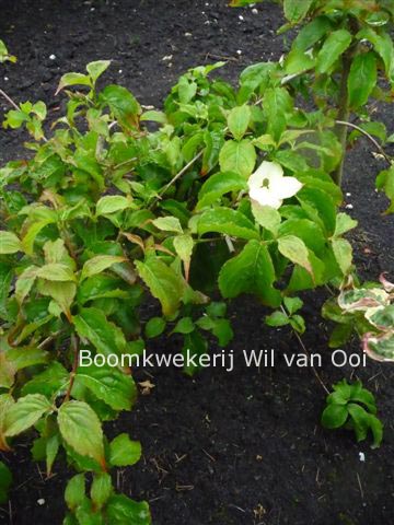 Cornus kousa 'Pendula' (88841)
