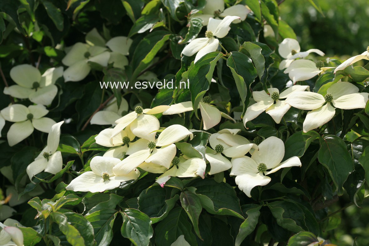 Cornus kousa 'Steeple' (29962)