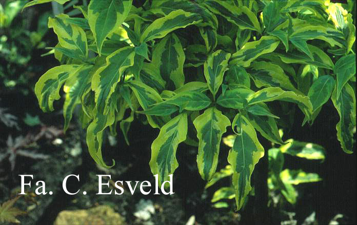 Cornus kousa 'Sunsplash' (9672)