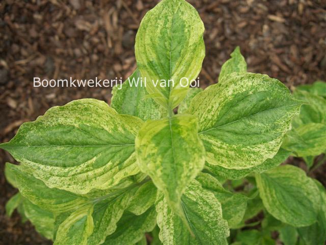 Cornus mas 'Happy Face' (88836)