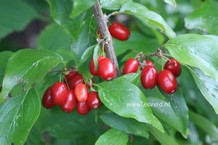 Cornus mas 'Macrocarpa' (27318)