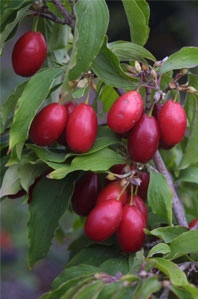 Cornus mas 'Schumener' (84951)