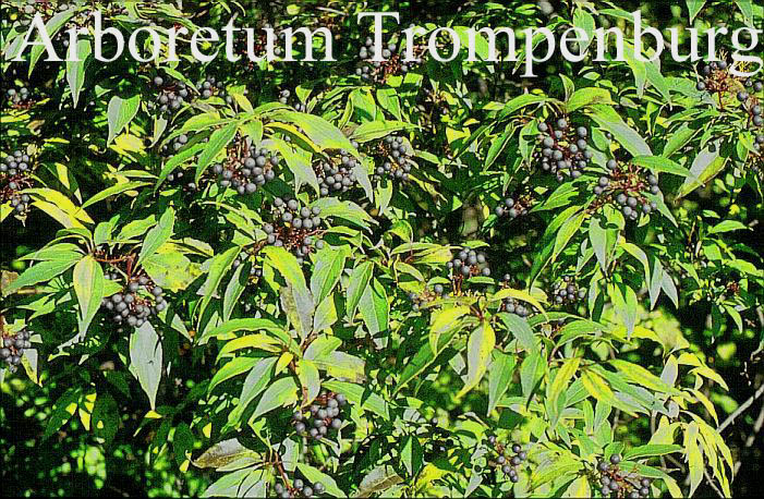 Cornus stricta (51245)