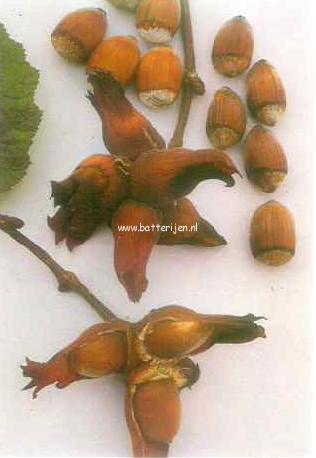 Corylus 'Roodpit Lambertsnoot' (88549)