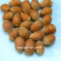 Corylus avellana 'Cosford' (88546)