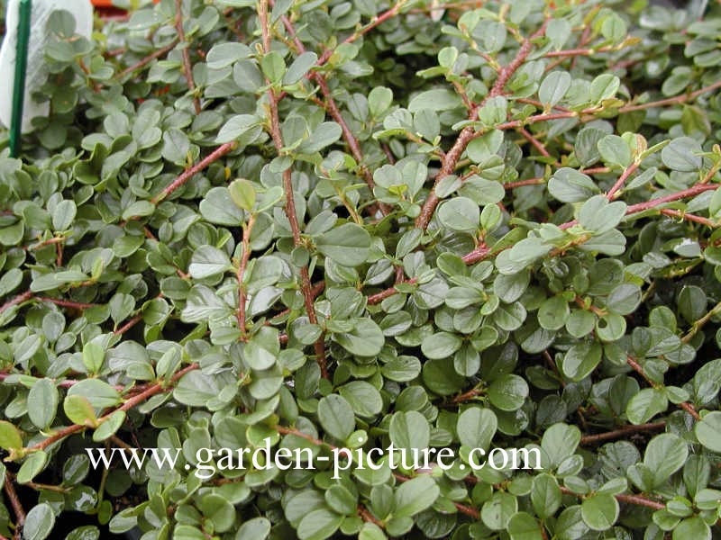 Cotoneaster procumbens 'Queen of Carpets' (67144)