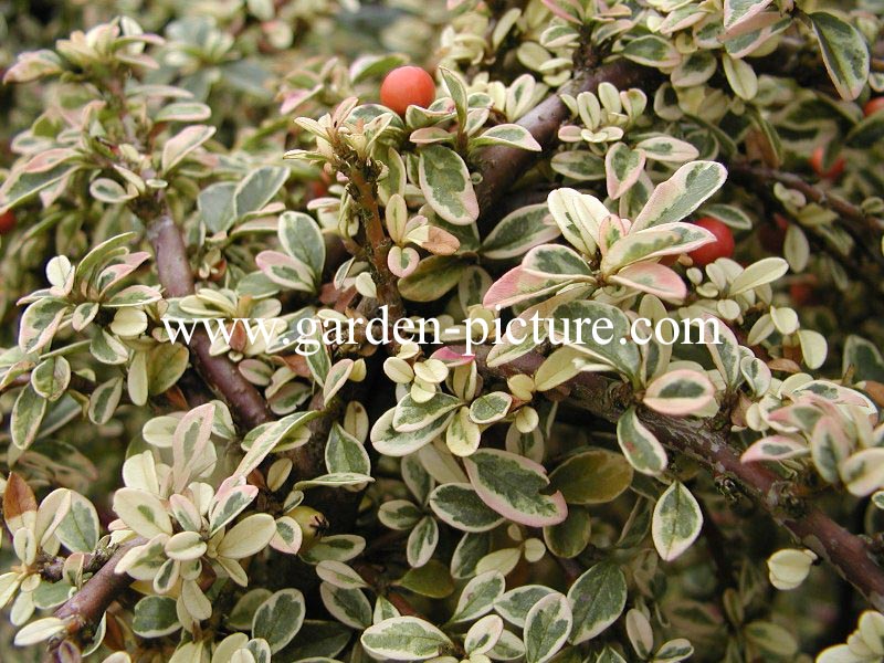 Cotoneaster suecicus 'Juliette' (89040)