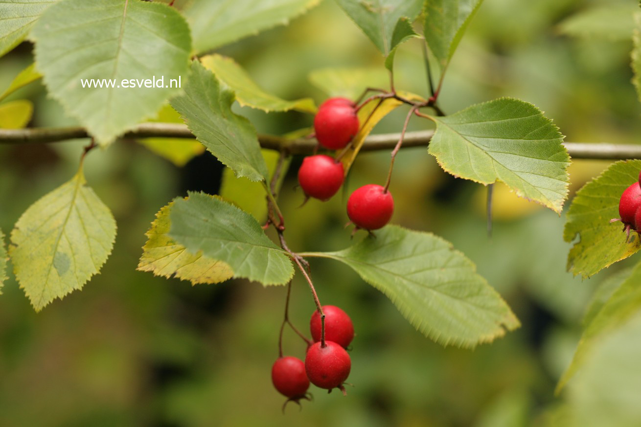 Crataegus harbisonii (41338)