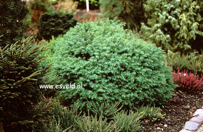 Cryptomeria japonica 'Mushroom' (16246)