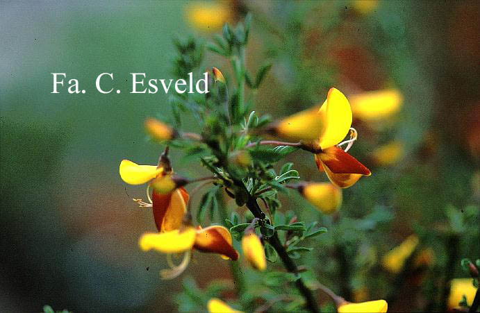 Cytisus 'Andreanus Splendens' (14491)