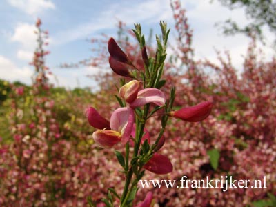 Cytisus praecox 'Hollandia' (69223)