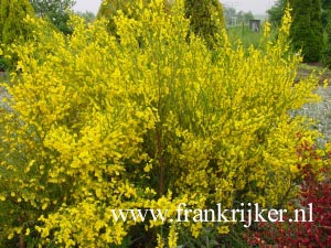 Cytisus scoparius 'Vanesse' (69224)