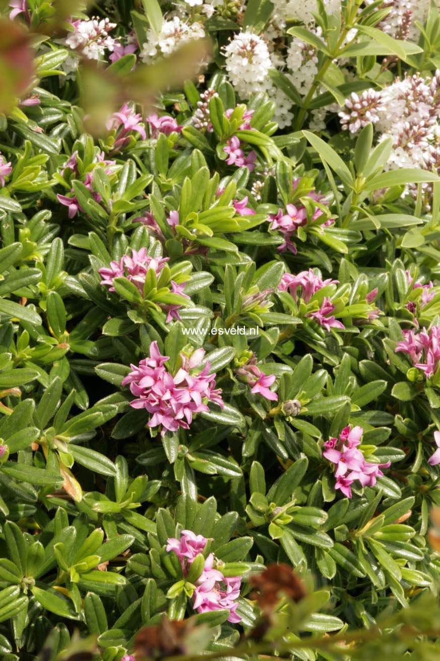 Daphne susannae 'Cheriton' (44102)