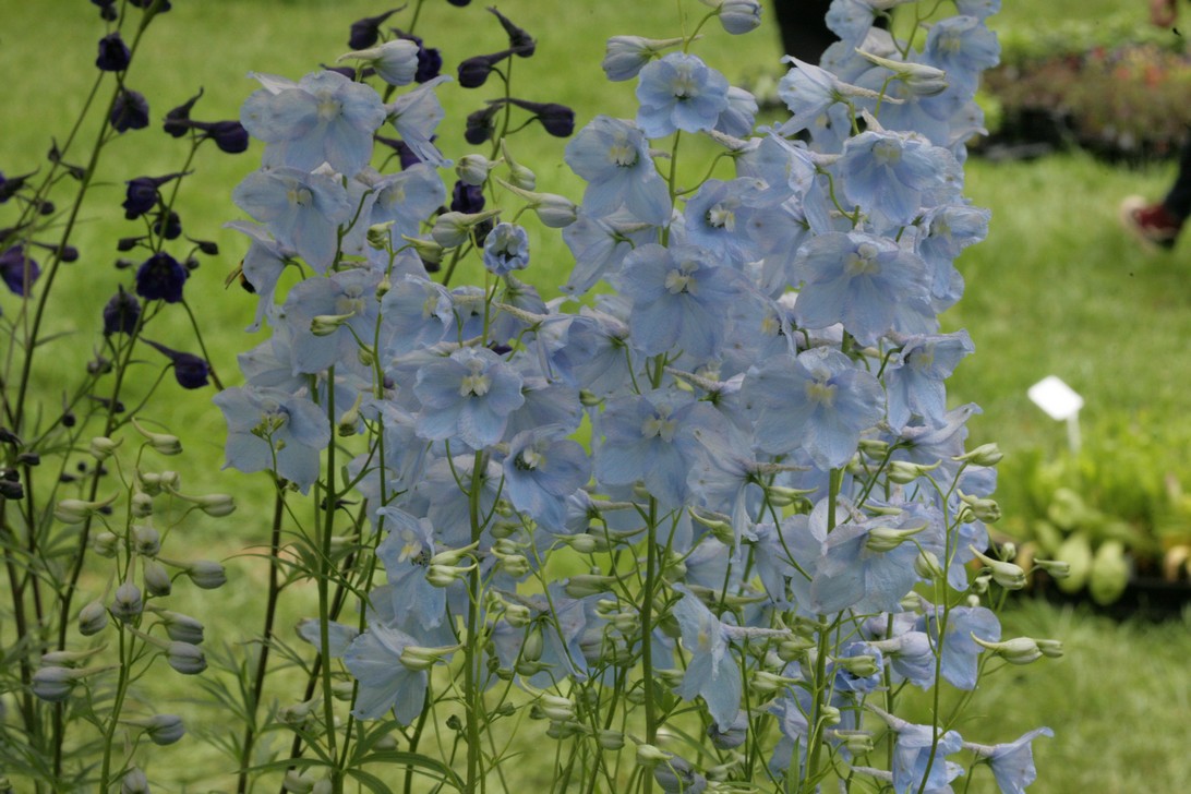 Delphinium 'Ballkleid' (77693)