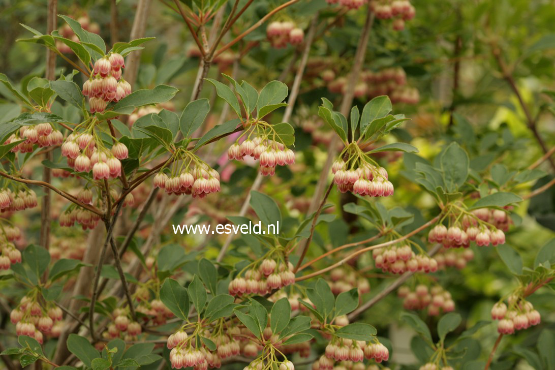 Enkianthus campanulatus 'Princeton Red Bells' (38274)