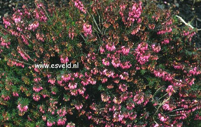 Erica carnea 'Challenger' (5375)