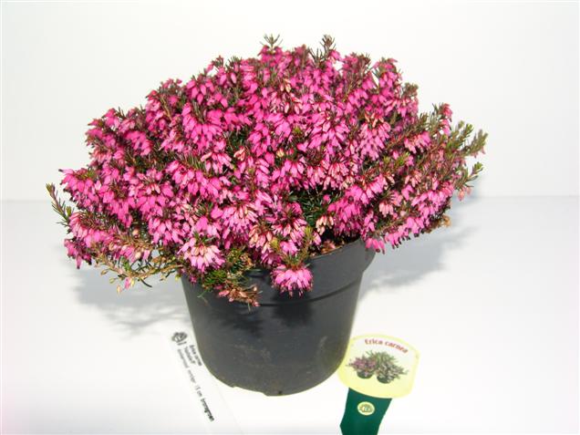 Erica carnea 'Nathalie' (84965)