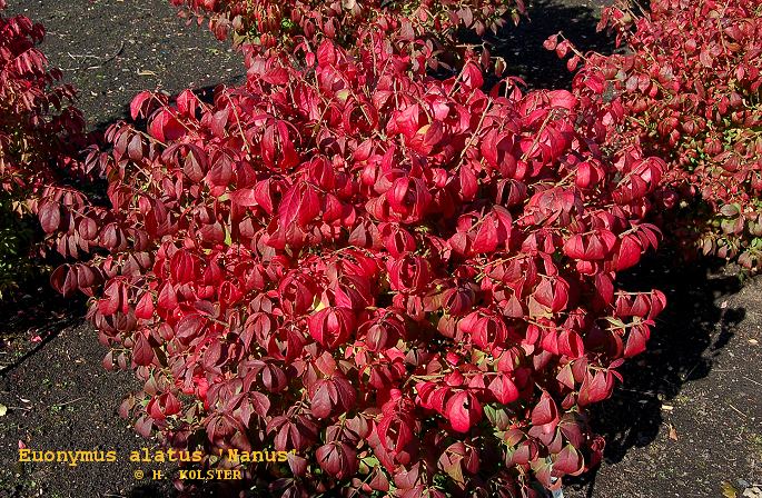Euonymus alatus 'Nanus' (79228)