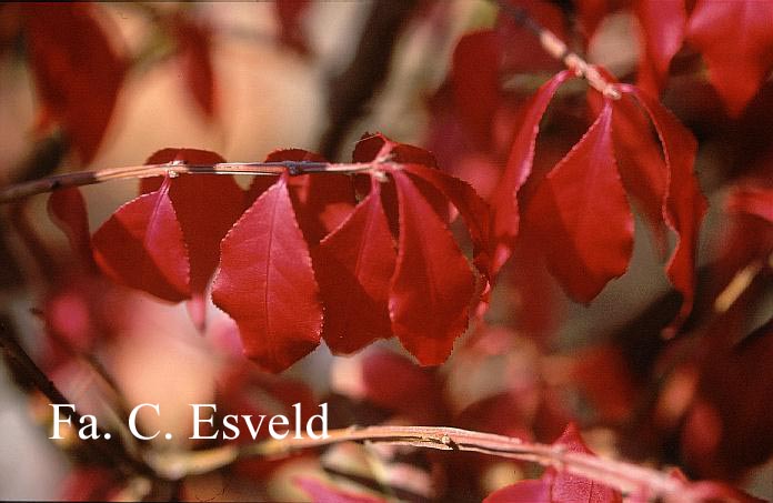 Euonymus alatus 'Timber Creek' (CHICAGO FIRE) (16467)