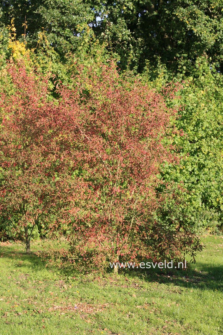 Euonymus europaeus 'Brilliant' (27821)