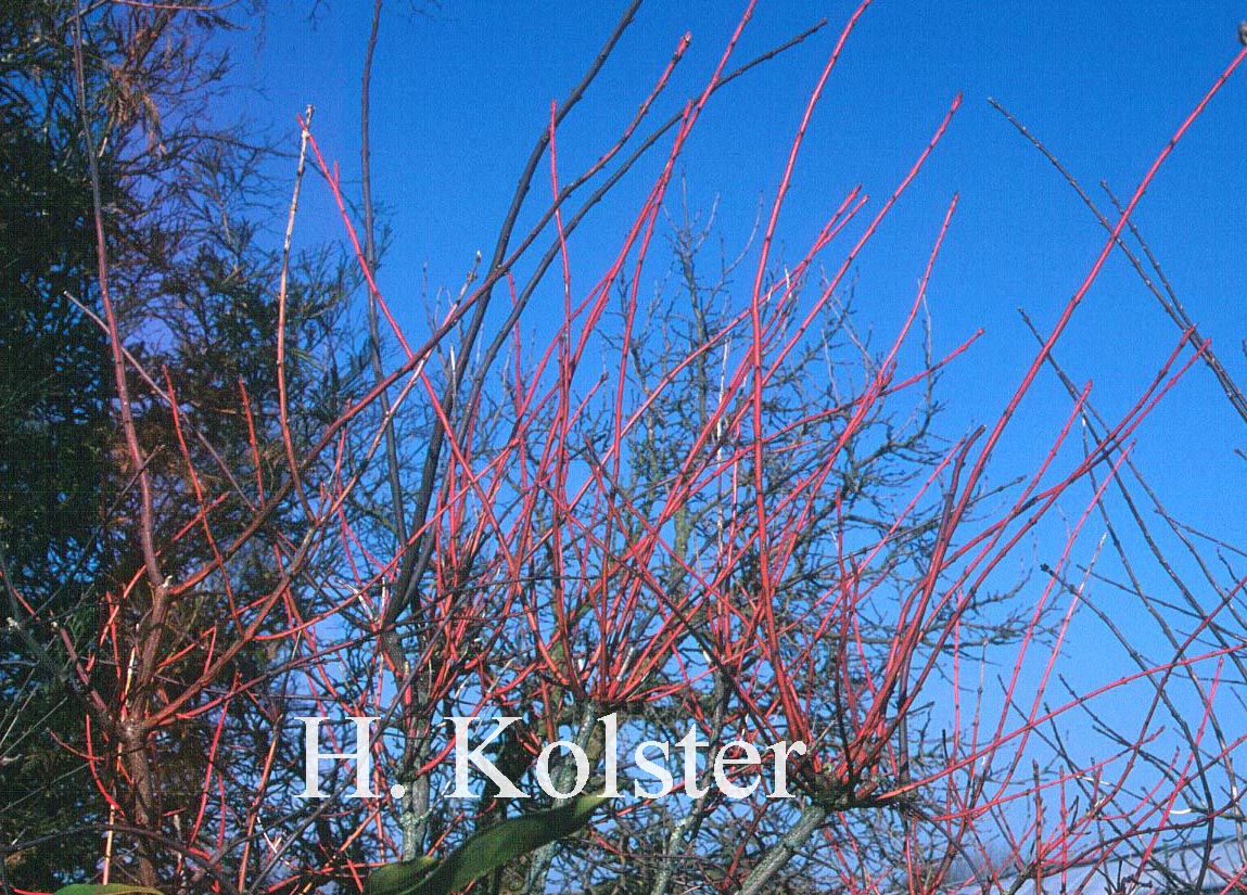 Euonymus europaeus 'Variegatus' (78873)