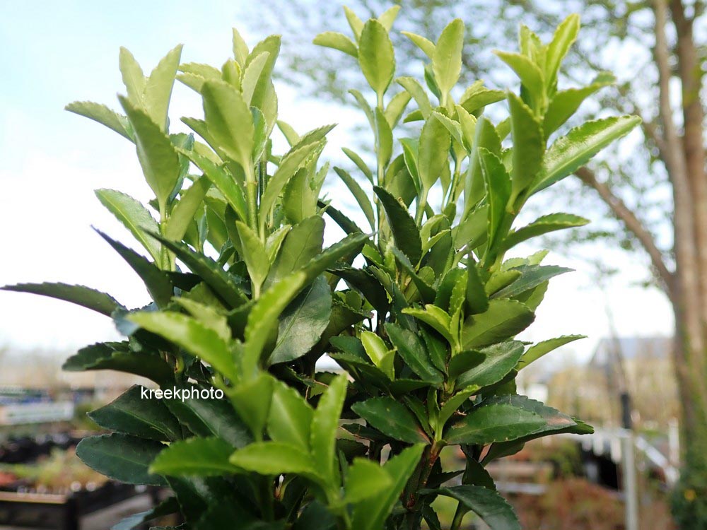Euonymus japonicus 'Jean Hugues' (B7052)