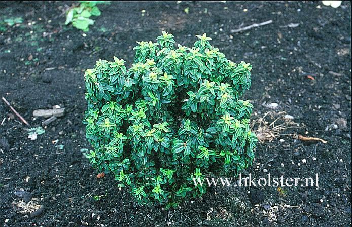 Euonymus japonicus 'Rykujo' (78785)