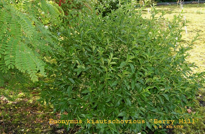 Euonymus kiautschovicus 'Berry Hill' (81815)