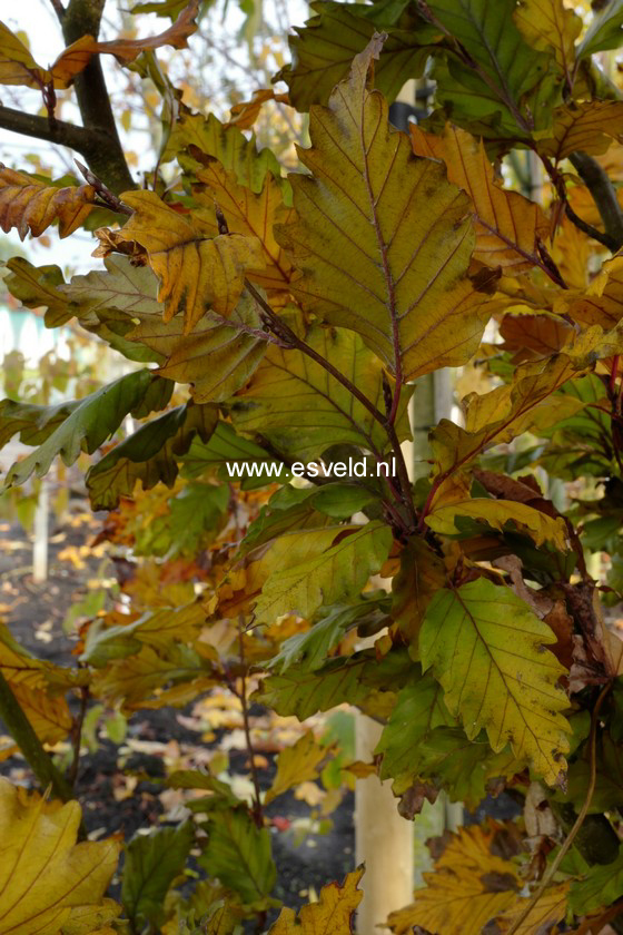 Fagus sylvatica 'Rohan Minaret' (B8965)