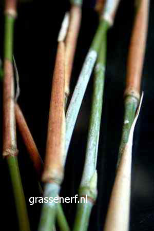 Fargesia murieliae 'Gentle Giant' (81702)