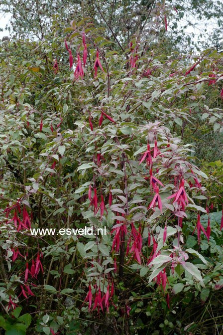 Fuchsia magellanica 'Tricolor' (A9209)