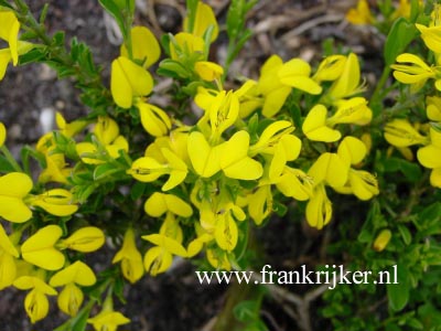 Genista pilosa 'Vancouver Gold' (69236)