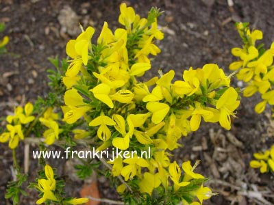 Genista pilosa 'Yellow Spreader' (69235)