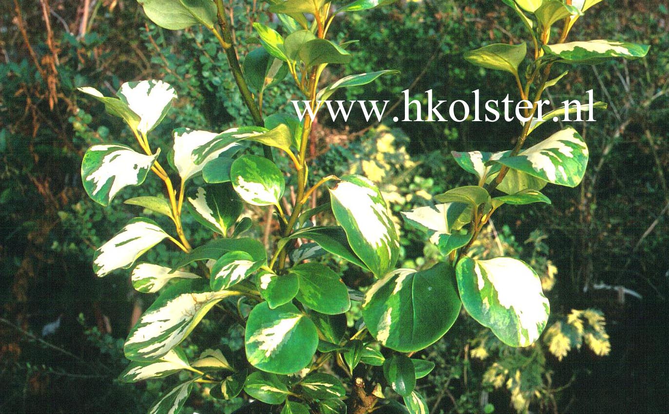 Griselinia littoralis 'Dixon's Cream' (78866)