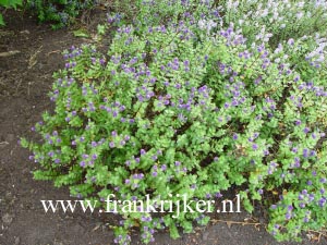 Hebe 'Autumn Glory' (69250)