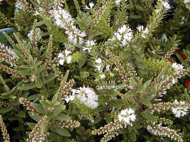 Hebe 'Inspiration' (67745)