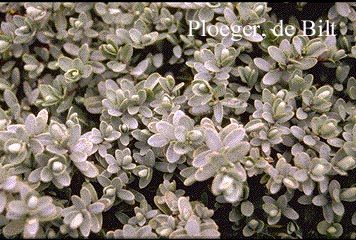 Hebe pinguifolia (25391)