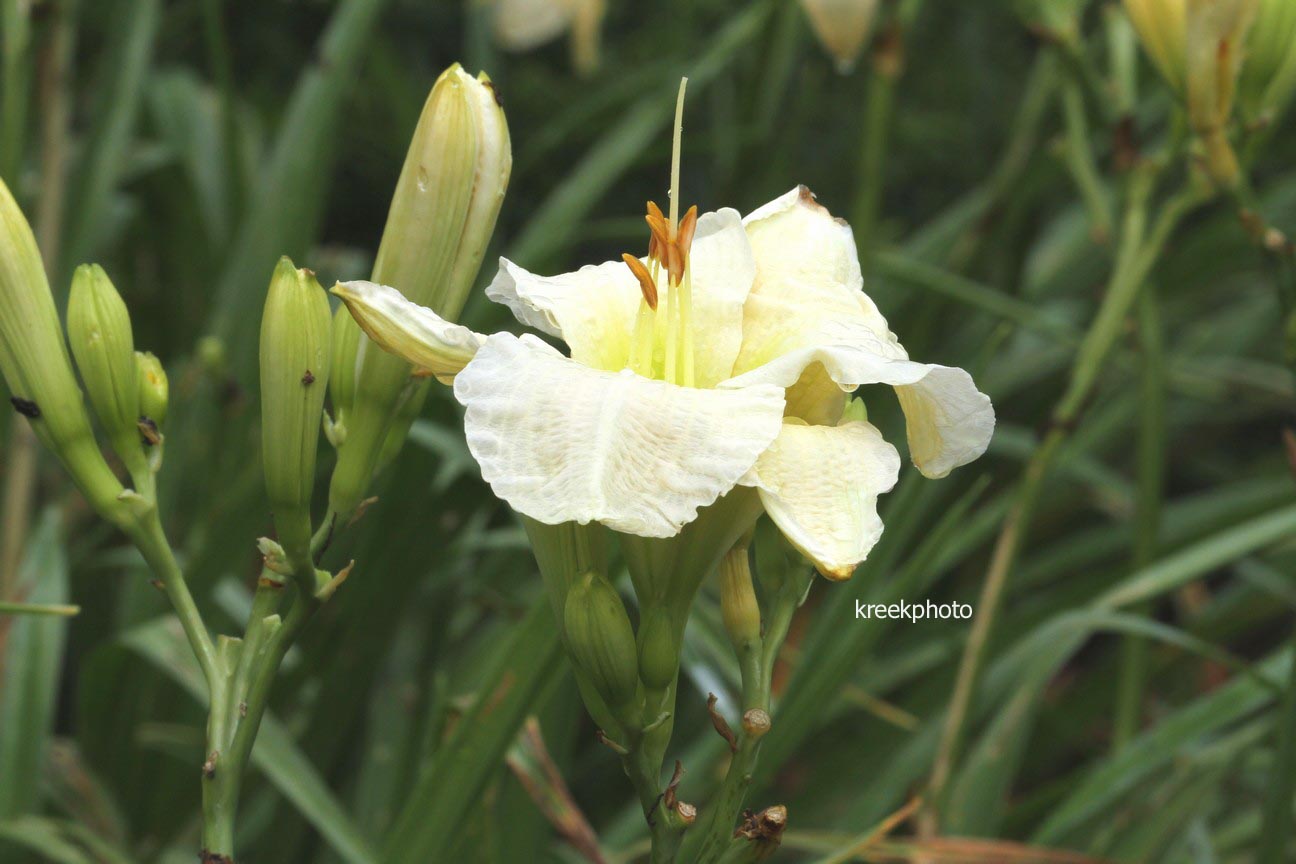 Hemerocallis 'Gentle Shepherd' (96724)