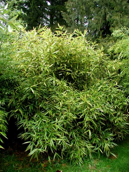 Hibanobambusa tranquilans 'Shiroshima' (84840)